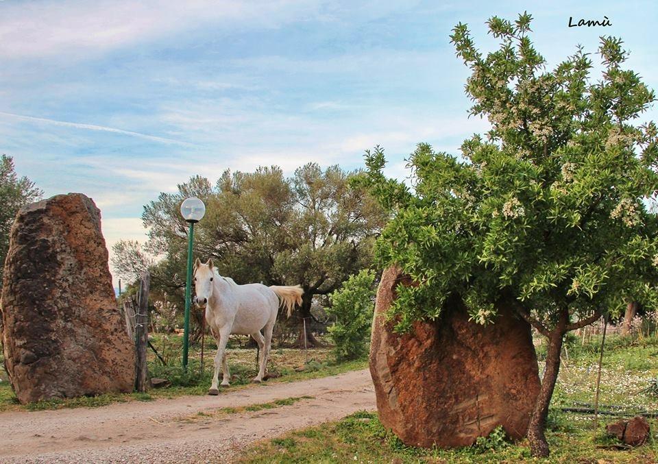 Turismo Rurale Su Cuile Villa Dorgali Eksteriør billede